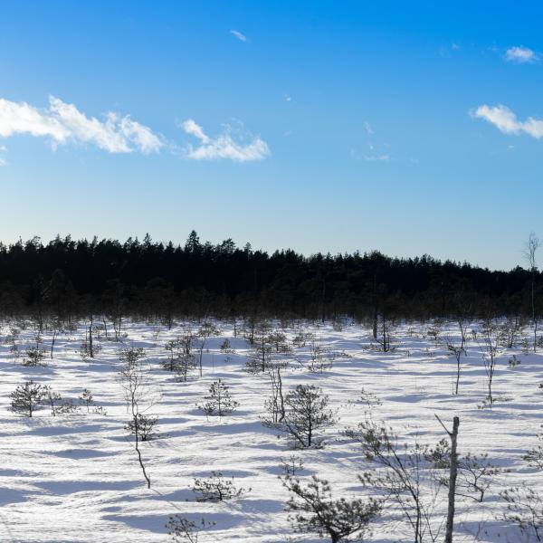 Shared activities across Estonia support Estonian language learning